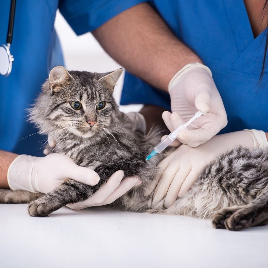 the village veterinarian - feline vaccines